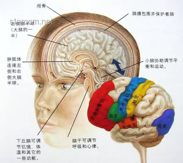 如果人類語(yǔ)言文字短時(shí)間創(chuàng)造，文字識(shí)別大腦皮層如何快速演化？
