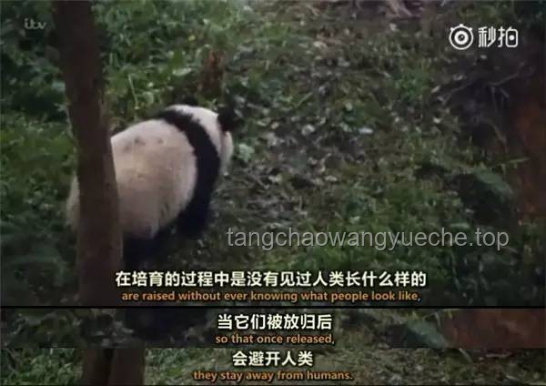龍獸醫(yī)單干：踏上治愈之路，與兒子說拜拜后的全新篇章
