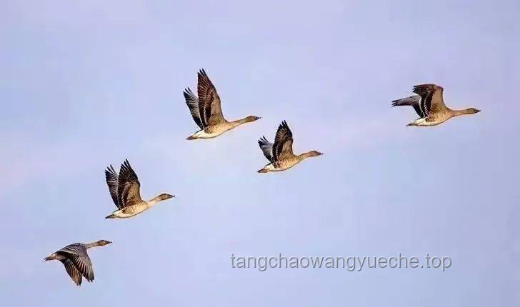 鳥(niǎo)為什么會(huì)飛：探索它們翱翔天際的奧秘與渴望