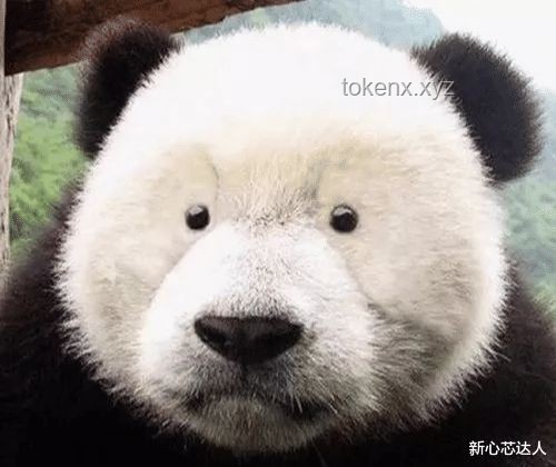 男子夜跑偶遇大熊貓，初以為是野豬出沒：奇妙邂逅背后的生態(tài)保護啟示