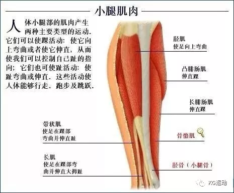 《腿》：人體工學(xué)、運(yùn)動(dòng)科學(xué)、康復(fù)醫(yī)學(xué)、生物力學(xué)與市場(chǎng)趨勢(shì)的深度剖析