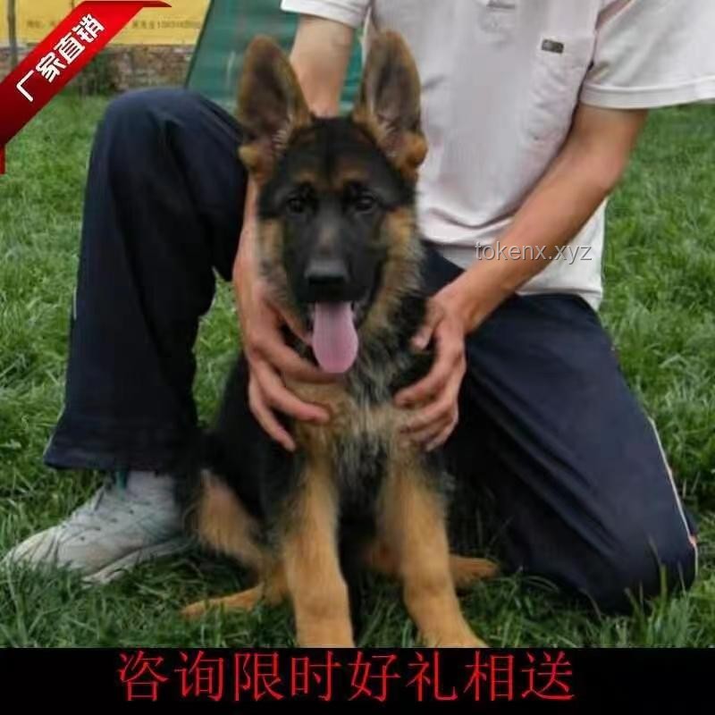 《牧羊犬的使命》：全面培養(yǎng)高效牧羊技能指南