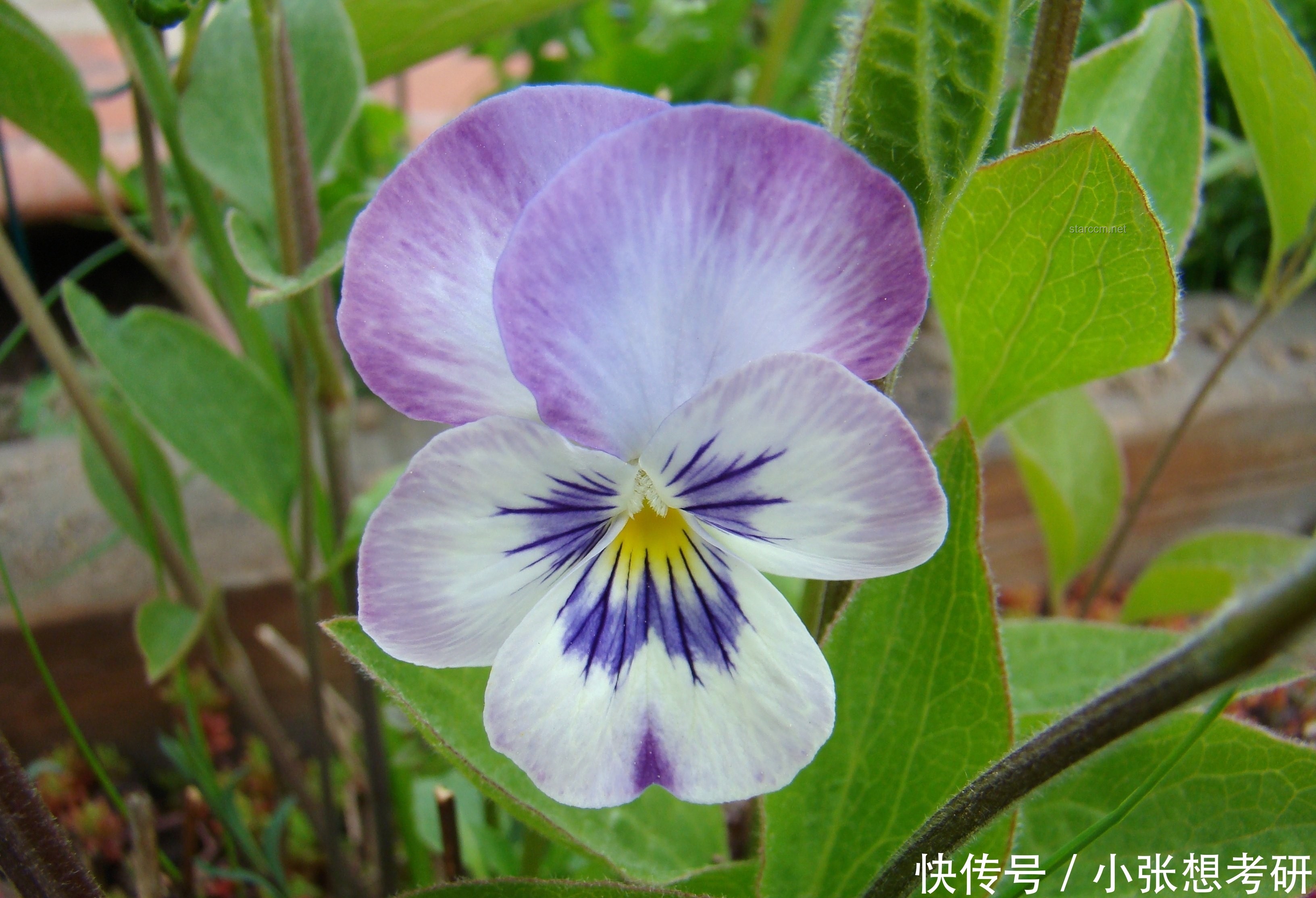 單身如何優(yōu)雅地談情說(shuō)愛：實(shí)用指南
