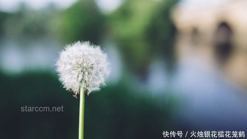 單身如何優(yōu)雅地談情說(shuō)愛：實(shí)用指南
