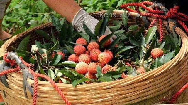 這一口荔枝等了一年：荔枝產(chǎn)業(yè)的季節(jié)性挑戰(zhàn)與可持續(xù)發(fā)展策略