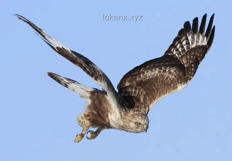 四川“鷹柱”與“鷹河”奇觀對(duì)比分析