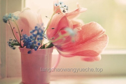 從“Flower”中尋覓“l(fā)ove”：花語(yǔ)與情感鏈接的深度解析