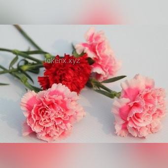 **從“Flower”中尋覓“l(fā)ove”：在細(xì)微處發(fā)現(xiàn)愛的真諦**