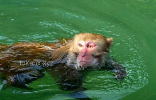 網(wǎng)絡(luò)熱傳生物鑒定54：揭開(kāi)“水猴子”真相的科學(xué)探索之旅