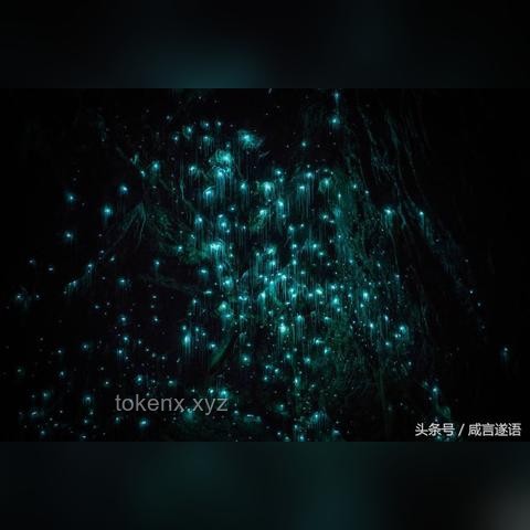 12萬的螢火蟲，它貴嗎？探索一場夢幻光影之旅的真相