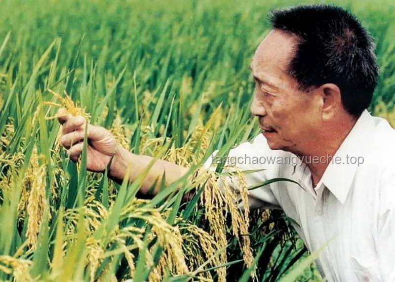 【袁隆平逝世四周年】在飯桌上，在稻田里，袁隆平精神引領(lǐng)農(nóng)業(yè)科技創(chuàng)新新篇章