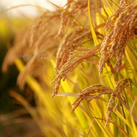 【袁隆平逝世四周年：餐桌與稻田的永恒記憶】傳承與創(chuàng)新中的農(nóng)業(yè)之魂
