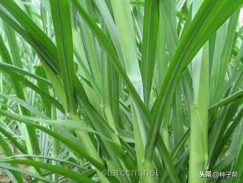 鴨子吃浮萍VS人工清除：生態(tài)效率與經(jīng)濟成本的對比分析