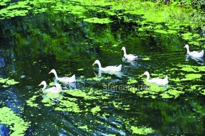鴨子吃浮萍VS人工清除：生態(tài)效率與經(jīng)濟成本的對比分析