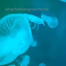 趕海體驗(yàn)對(duì)比：現(xiàn)抓現(xiàn)吃VS偶遇可愛(ài)小水母