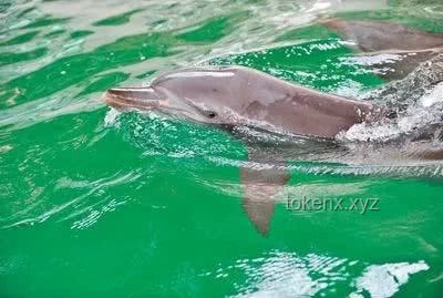 趕海文化中的生態(tài)體驗(yàn)與海洋生物多樣性：現(xiàn)抓現(xiàn)吃的深度解析