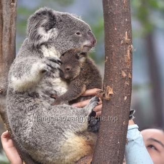紅山動物園辟謠背后：動物園行業(yè)的深度洞察與未來展望