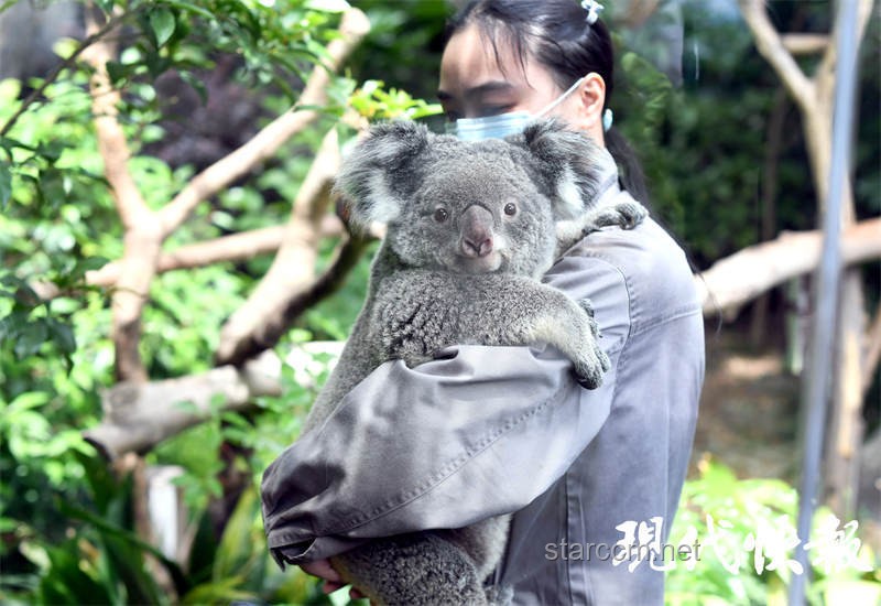紅山動(dòng)物園考拉館參觀謠言應(yīng)對(duì)與改進(jìn)方案