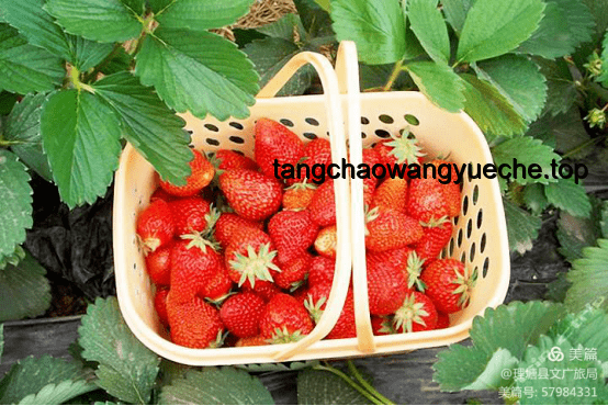全球排名第一超市天價(jià)草莓現(xiàn)象深度剖析：20美金背后的市場(chǎng)邏輯