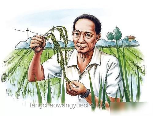 “禾下乘涼夢(mèng)”的傳承與實(shí)踐：緬懷與致敬袁隆平爺爺