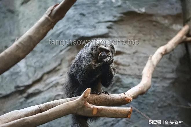 第一集《老貓猴子進村！》：鄉(xiāng)村文化生態(tài)變遷的深度剖析