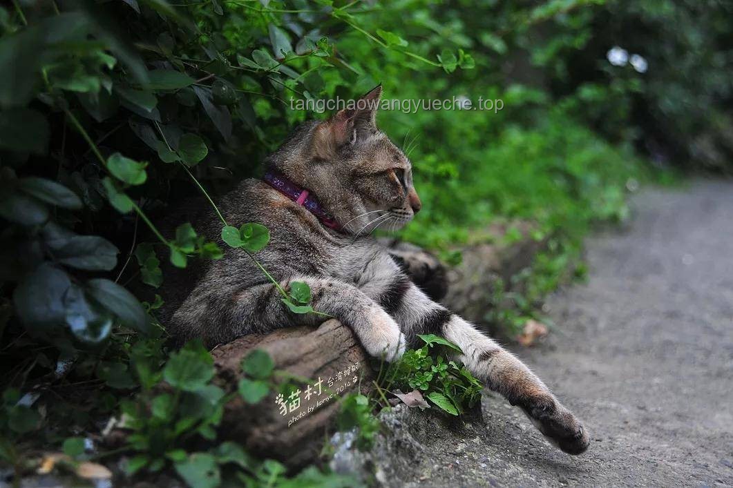 第一集《老貓猴子進村！》：鄉(xiāng)村文化生態(tài)變遷的深度剖析