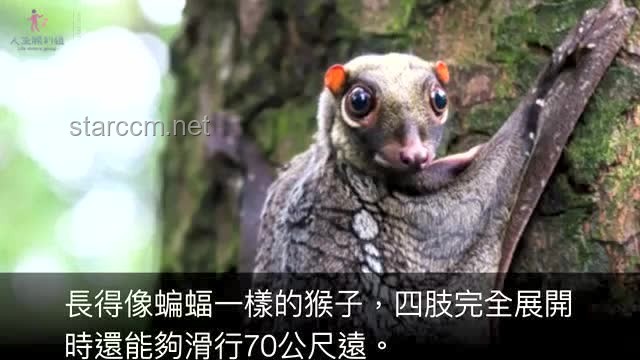 老貓猴子進村！——鄉(xiāng)村數(shù)字化轉型行業(yè)深度洞察