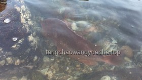 趕?，F(xiàn)抓現(xiàn)吃時遇到可愛小水母的處理方案