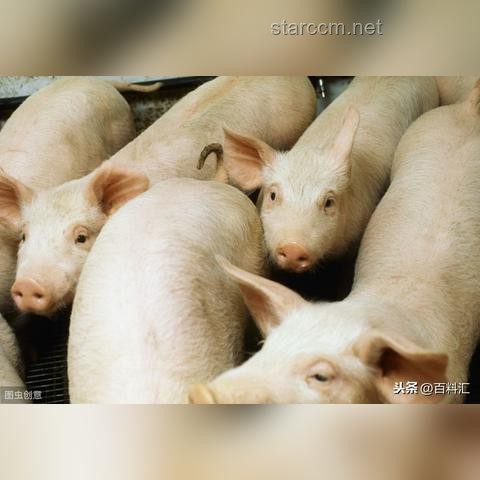 “6年時間，上漲800%后暴跌98%，‘人造肉網(wǎng)紅’Beyond Meat的潰敗”案例研究