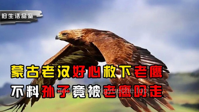 蒙古老漢與老鷹奇緣：人與自然和諧共生新趨勢？