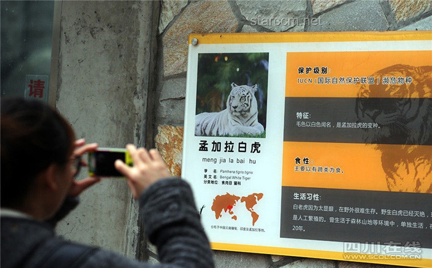 動(dòng)物園“虎口奪食”事件：創(chuàng)新視角下的危機(jī)公關(guān)與生態(tài)教育????