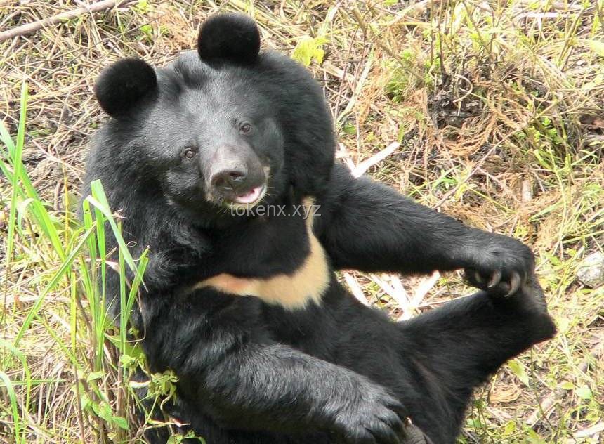 遇到野生動物攻擊時的自救指南：以大連女子遭野生母鹿撲打?yàn)槔? title=
