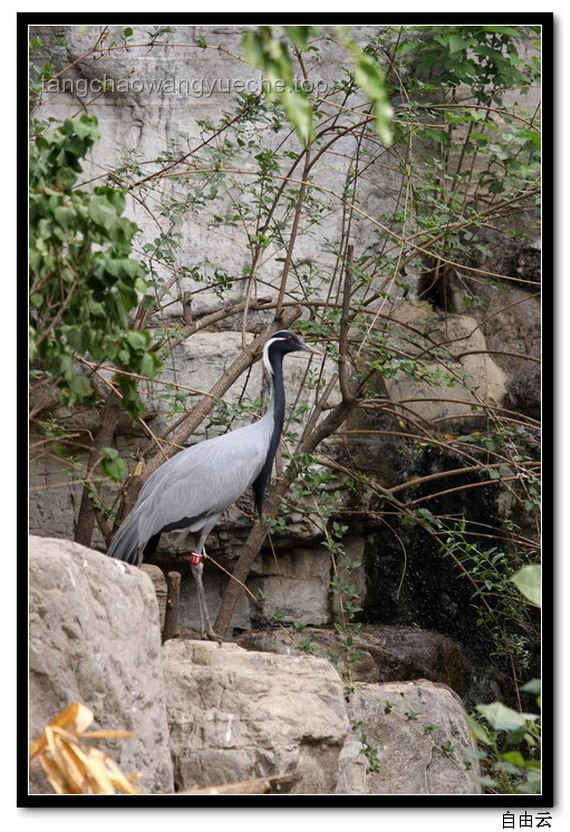 動(dòng)物園管理應(yīng)急響應(yīng)指南：應(yīng)對(duì)灰鶴被搶食事件