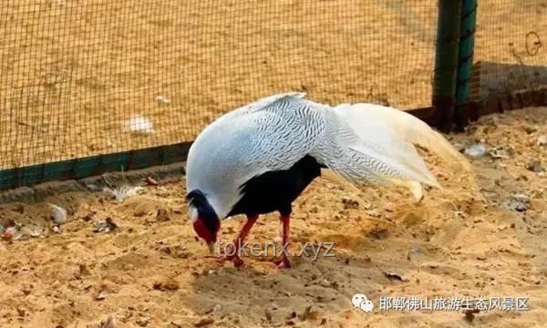 動(dòng)物園管理應(yīng)急響應(yīng)指南：高效處理灰鶴被搶食事件