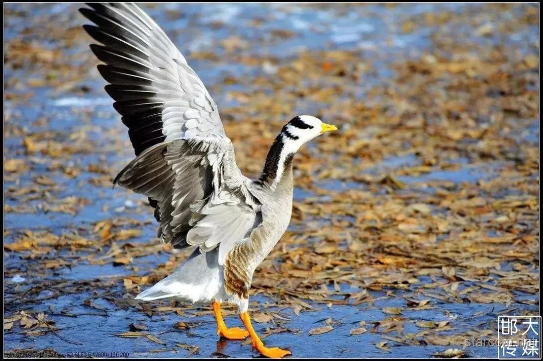動(dòng)物園方回應(yīng)灰鶴被七只老虎搶食事件始末