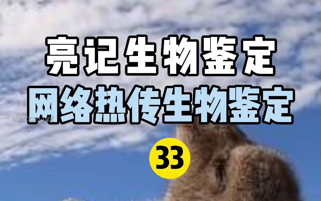 網(wǎng)絡(luò)熱傳生物鑒定54：揭秘生物世界的奇妙與誤解