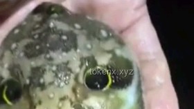 網(wǎng)絡(luò)熱傳生物鑒定54：揭秘生物界的奇妙與誤解