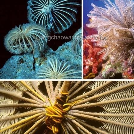 海百合：一朵自由生長的奇葩引領未來海洋生態(tài)與技術創(chuàng)新趨勢