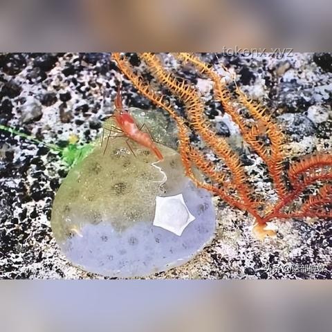 海百合：一朵自由的奇葩，深海生態(tài)的奇妙探索
