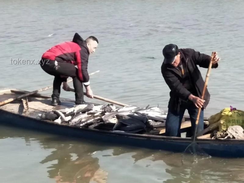 **追巨型鯰魚遇險(xiǎn)與救援放棄的對(duì)比分析：探險(xiǎn)精神與風(fēng)險(xiǎn)防控的平衡**