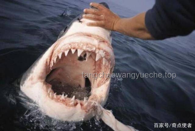 “我的小鯊魚”：數(shù)字寵物領(lǐng)養(yǎng)趨勢(shì)與未來展望