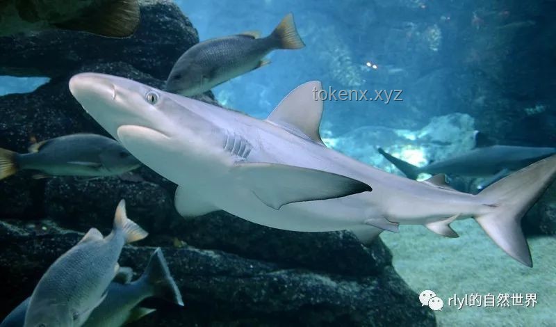 我的小鯊魚：寵物水族業(yè)的新成員與挑戰(zhàn)，萌寵經(jīng)濟(jì)下的藍(lán)海探索