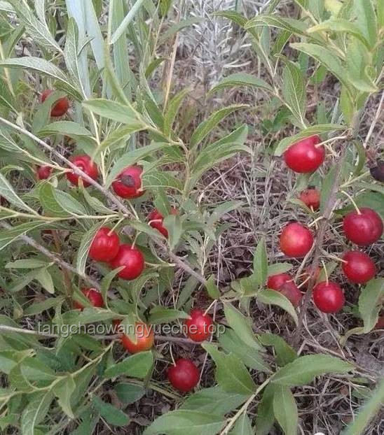 ??“酸藤子”的創(chuàng)意逆襲：從野果到竹筒槍傳奇的啟示