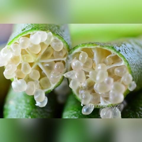 **探訪全球最貴超市：一顆草莓20美金，奢侈品般的購物體驗？！**