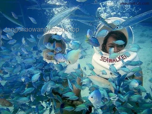 **海百合：一朵自由的奇葩——我在海底世界的奇遇探索**