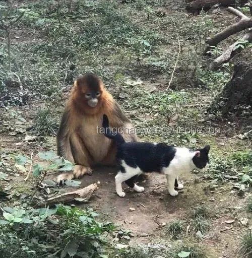 **《第一集：老貓猴子進村！——傳統(tǒng)與新興鄉(xiāng)村元素融合的對比分析》**