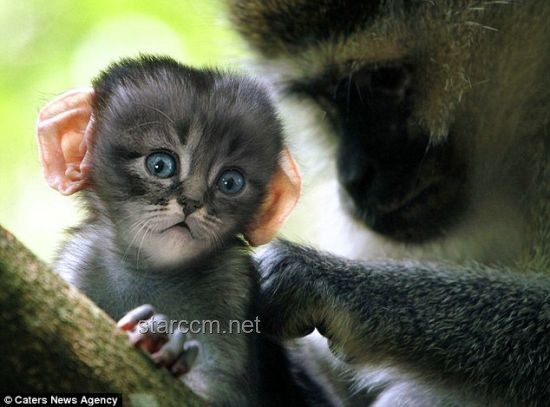 如何有效應對“老貓猴子進村”帶來的問題？
