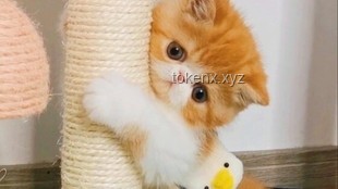 第一集：老貓猴子進村！實用生存與融入指南 ??????