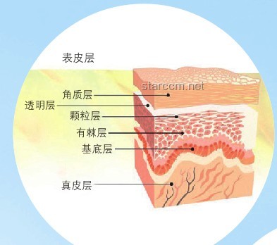 “感覺人中癢癢的”：神經生理學與皮膚敏感性的深度剖析