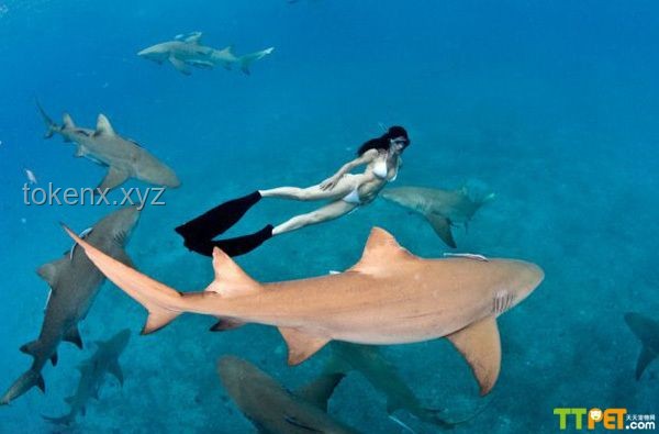 “我的小鯊魚”：寵物經(jīng)濟與生態(tài)保護的雙重趨勢